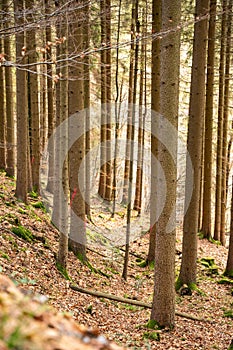 Vertical shot of a beautiful autumn forest in Baden-Wurtemberg, Germany