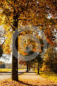 Vertical shot of a beautiful autumn path with many golden leaf trees