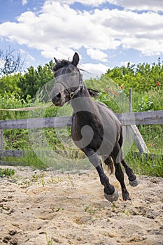 Vertical shot of a beautiful black running horse in a wooden fenced area against a blue sky