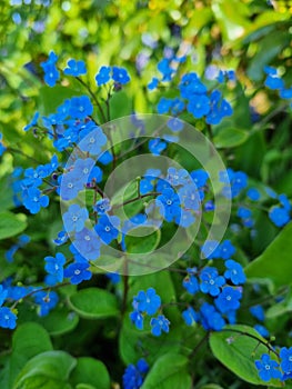 Vertical shot of beautiful blue forget-me-nots blooming in the garden