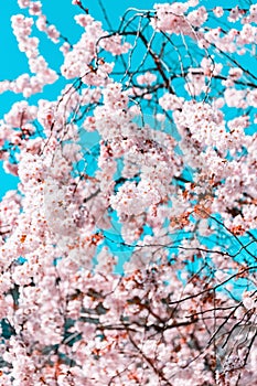 Vertical shot of beautiful branches with cherry blossom flowers against the blue sky