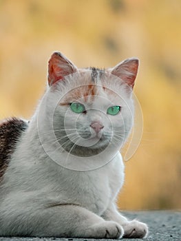 Vertical shot of a beautiful cat with green eyes looking at the camera