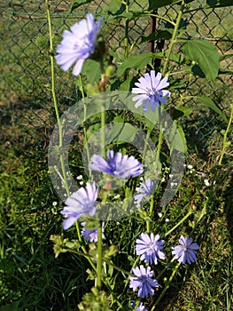Vertical shot of beautiful Chicory flower