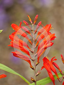 Vertical shot of beautiful crocosmia flower