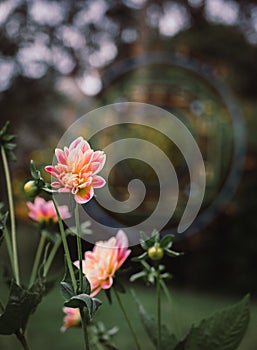 Vertical shot of a beautiful dahlia bush in the greenery