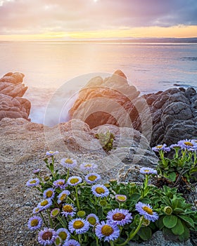 Vertical shot of beautiful daisy flowers near rock formations by the sea under the sunset sky