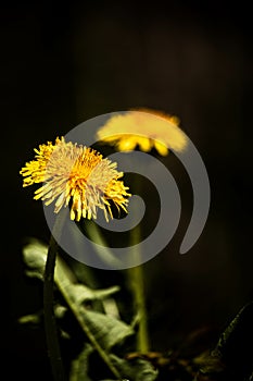 Vertical shot of beautiful Dandelions on the black background