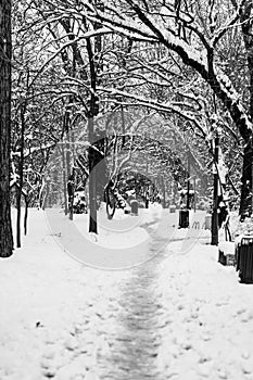 Vertical shot of a beautiful forest during winter in Bucharest, Romania