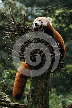 Vertical shot of a beautiful furry red panda standing on top of a tree