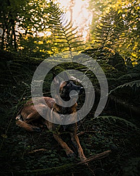 Vertical shot of a beautiful German Shephard among the plants in a forest