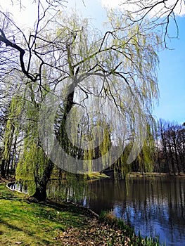 Vertical shot of a beautiful green tree next to a pond in Jelenia GÃ³ra, Poland.
