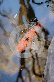 Vertical shot of beautiful kois swimming in the river