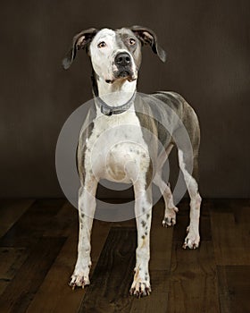 Vertical Shot of a Beautiful Mixed Breed Adult Dog Standing