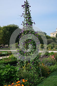 Vertical shot of beautiful Morning glory flowers in the Garden of Plants in Paris