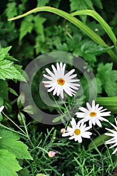 Vertical shot of beautiful oxeye daisy with green leaves background