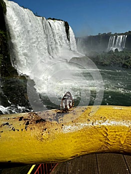 Vertical shot of beautiful patterned butterfly on a yellow pole near the Iguazu Waterfall