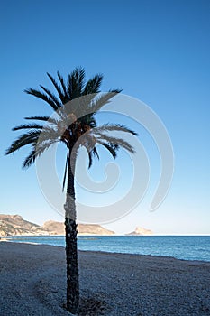Vertical shot of a beautiful pebble beach with a palm tree against a blue sky in Alicante