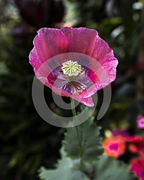 Vertical shot of beautiful pink Amapola flower on a blurred greenery background photo