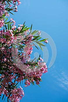 Vertical shot of beautiful pink oleander flowers under the clear blue sky