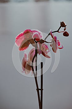 Vertical shot of beautiful pink orchids