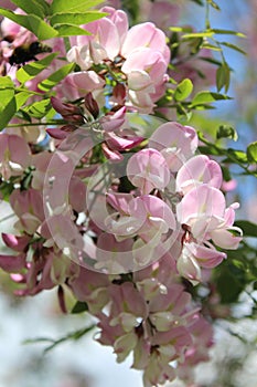 Vertical shot of beautiful pink robinia hispida flowers in a garden