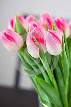 Vertical shot of beautiful pink tulips with green leaves