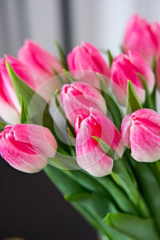 Vertical shot of beautiful pink tulips with green leaves