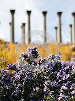 Vertical shot of beautiful purple-petaled African daisy flowers on a blurred background