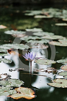 Vertical shot of a beautiful purple water lily on a pond