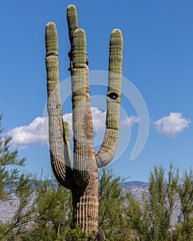 Vertical shot of a beautiful Saguaro cactus in the Arizona desert on a sunny day