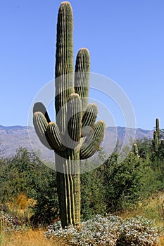 Vertical shot of a beautiful Saguaro cactus in the Arizona desert on a sunny day