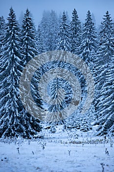 Vertical shot of the beautiful snowy pine trees on the Vlasic mountain in Bosnia and Herzegovina