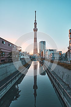 Vertical shot of the beautiful Sumida Park in Taito, Japan