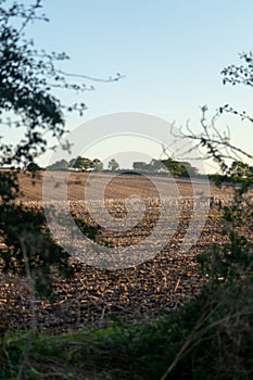 Vertical shot of the beautiful summer countryside landscape. Burnham, North Lincolnshire, England. photo