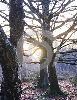 Vertical shot of beautiful Sutton park captured during sunrise in Birmingham, UK