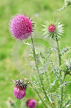 Vertical shot of beautiful thistle wildflowers in Castleton, Peak District National Park, UK