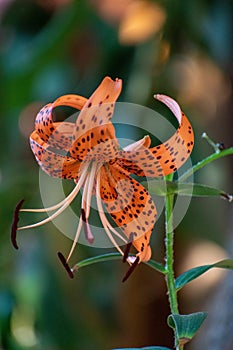 Vertical shot a beautiful tiger lily flower blooming at a garden