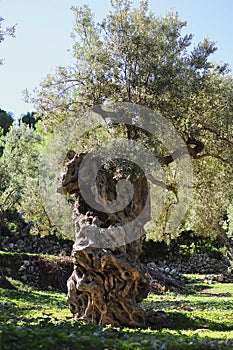 Vertical shot of a beautiful tree with a thick structured trunk