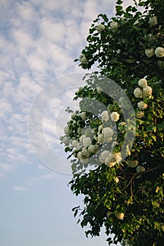 Vertical shot of beautiful white flowers called "Kalina Buldenezh" on tree on the background of sky