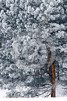Vertical shot of the beautiful winter forest. Winter background.