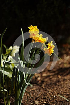 Vertical shot of beautiful yellow Jonquil flowers growing in the garden on a bright sunny summer day