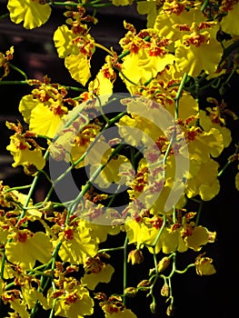 Vertical shot of beautiful yellow orchids