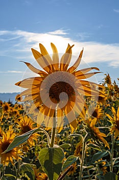Vertical shot of a beautiful yellow sunflower in a field captured on a sunny day