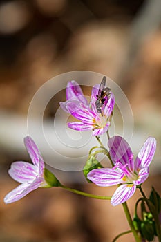 Vertical shot of a bee on western springbeauty flowers in a field under the sunlight photo