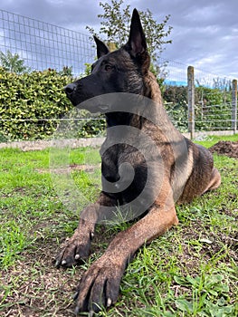 Vertical shot of Belgian malinois shepherd dog sitting on the grass and looking away