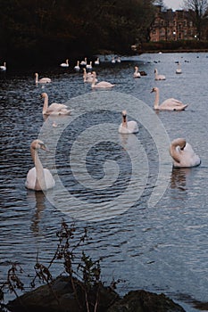 Vertical shot of a bevy of swans swimming in a lake photo