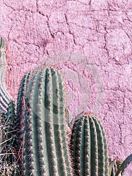 Vertical shot of big cactuses on the background of an adobe red wall