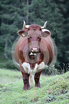 Vertical shot of a big cow with a bell hanging from the neck