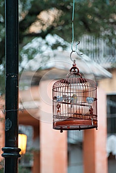 Vertical shot of a bird cage, a lightpole and a building with a tree in the background.