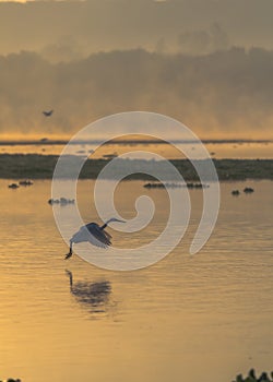 Vertical shot of a bird preparing for landing with a scenery of sunset